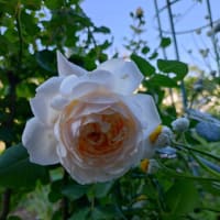母の庭ではバラが見ごろを迎えました