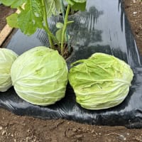 キャベツの収穫が続きます。