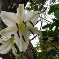 我が家にも百合の花