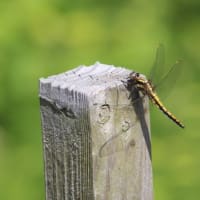 ヤマガラの餌運び