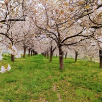 千曲川堤防の八重桜