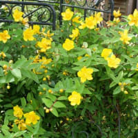 帰宅すると庭は季節が移って～
