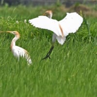 アマサギ