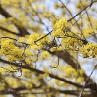 　　　　　　　　　　　　　この花？