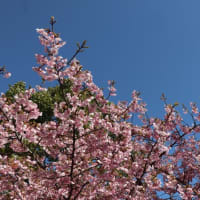 お花見はじめ