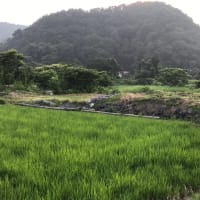 川の水