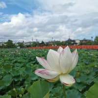 高田城址公園の蓮がすごい