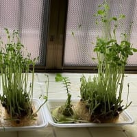 台所で豆苗など芽を出しています