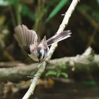 カワラヒワなど