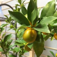 冬支度もおわり…
