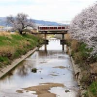 近鉄田原本線　箸尾駅付近の桜（奈良県）
