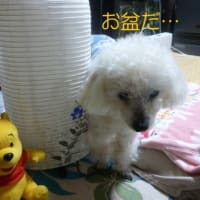 2025年7月13日～16日 東京のお盆…台風がやってくる～ (￣▽￣;)!!　クリーム玄米ブラン♪