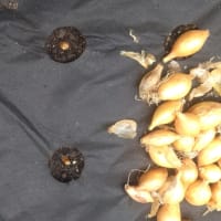 ホーム玉ねぎを定植　'24秋