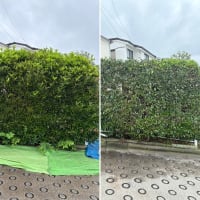 【珊瑚樹垣根の剪定作業】お隣への枝の侵入を防ぐ！見た目も美しく整える庭木の管理とは？