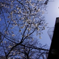 しばらくは桜ですね。