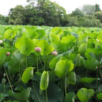 水元公園のハス