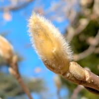 春待ちの杜