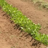 水路組合　水路草刈り作業