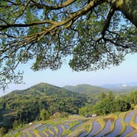 【　棚田の朝の風景　】
