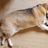 ピスタチオの殻事件 ビーグルな毎日