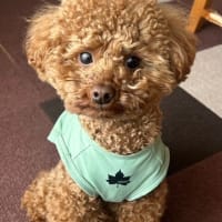 子ども達とゆるテニス！