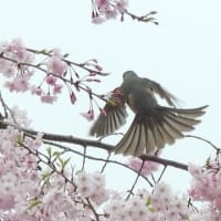 桜と野鳥