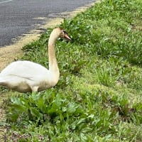 害鳥現わる