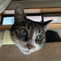 認知症の義母ちゃんの通院日