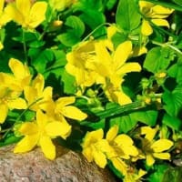 リシマキア　植栽