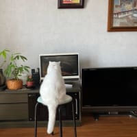 小型テレビじゃ...