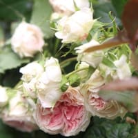 雨風が酷かったけどよく散らなかったな～🌹