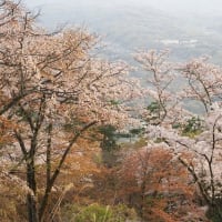 桜残る美の山で日が暮れて