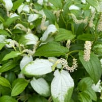 京都府立植物園♪