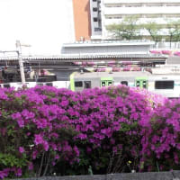 駒込駅のつつじ＾＾。