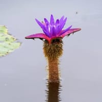 ９月の雨