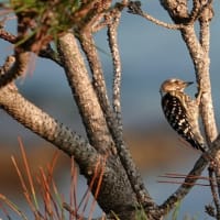 07/20探鳥記録写真-2：はまゆう公園の鳥たち（コゲラ、ホオジロ、ムクドリ、メジロ、）