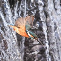 14/Aug  ギンヤンマとショウジョウトンボとカワセミ