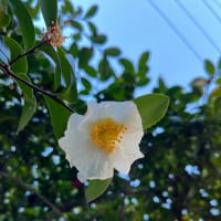 20250101 恐るべき餅まきー初詣 at 春秋苑ー
