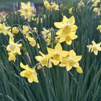 5月の札幌・百合が原公園の風景（2025年5月）
