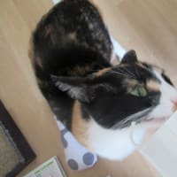 紐好き