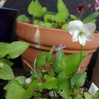 紫コスミレのポットから白花出現！