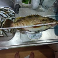 鯵釣り