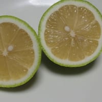 無農薬レモン