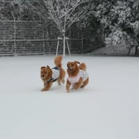 ゲリラ降雪