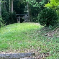 樅ノ木の高野槙