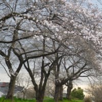 川原の桜は？　（そのごアマナは？）