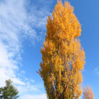 山田池公園のメタセコイヤ、モミジ、カヤ、ポプラの紅葉