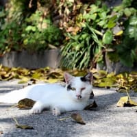 九州F島の猫たち　2025年4月　その13