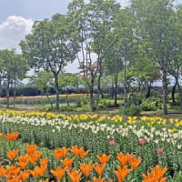 篠山玉水ゆり園