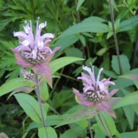 庭に戻りました＊留守番していた花たちをお披露目です＊